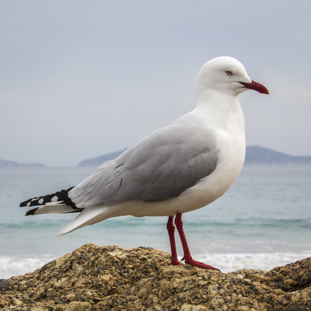 Regal seagull