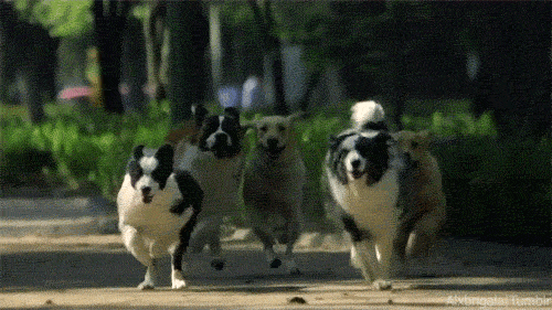 giphy2.gif