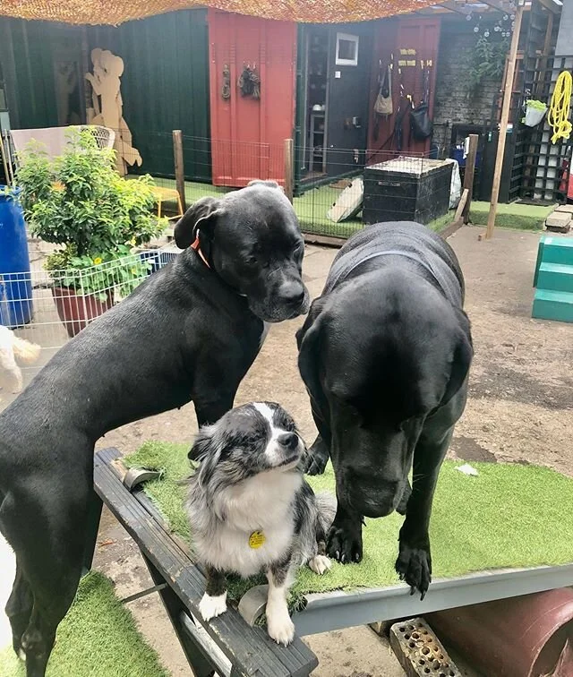 SOCIALISATION what does it look like and how do you know it is done correctly! Well ?- all dogs needs to be engaged ideally on a same level - if one wants to get away but is being chased  or persuaded then it is not a balanced play. Try to Practice t