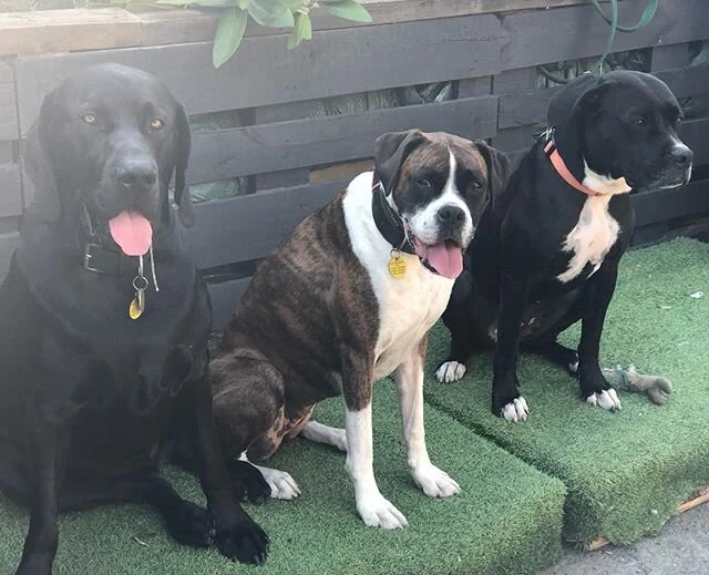 Big boy and girls hanging out together. ⁣
⁣
And the usual suspects chilling in the pool and enjoying ice treats in this glorious day. ⁣
⁣
Today is a great day we have welcomed the biggest cuddle monster Zola (after Bodie) and Xora smart new pup into 