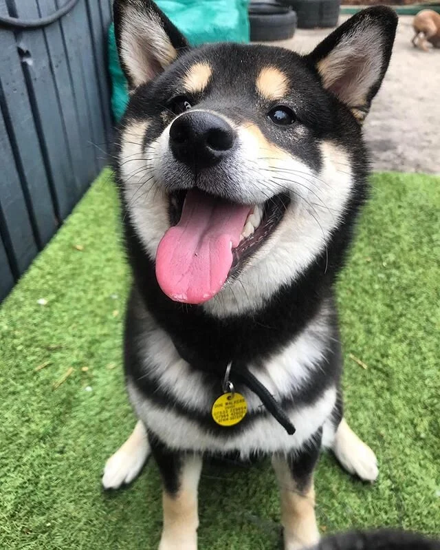 Look who is back and smiling! 
#Homertondoggydaycare #Homertondogtraining #Homertonstressfreegrooming #Londondogdaycarewithadifference #Homertonhappydogsclub #wellsocialiseddogsarehappydogs #Eastlondondogtraining #Eastlondondoggydaycare #Stratforddog