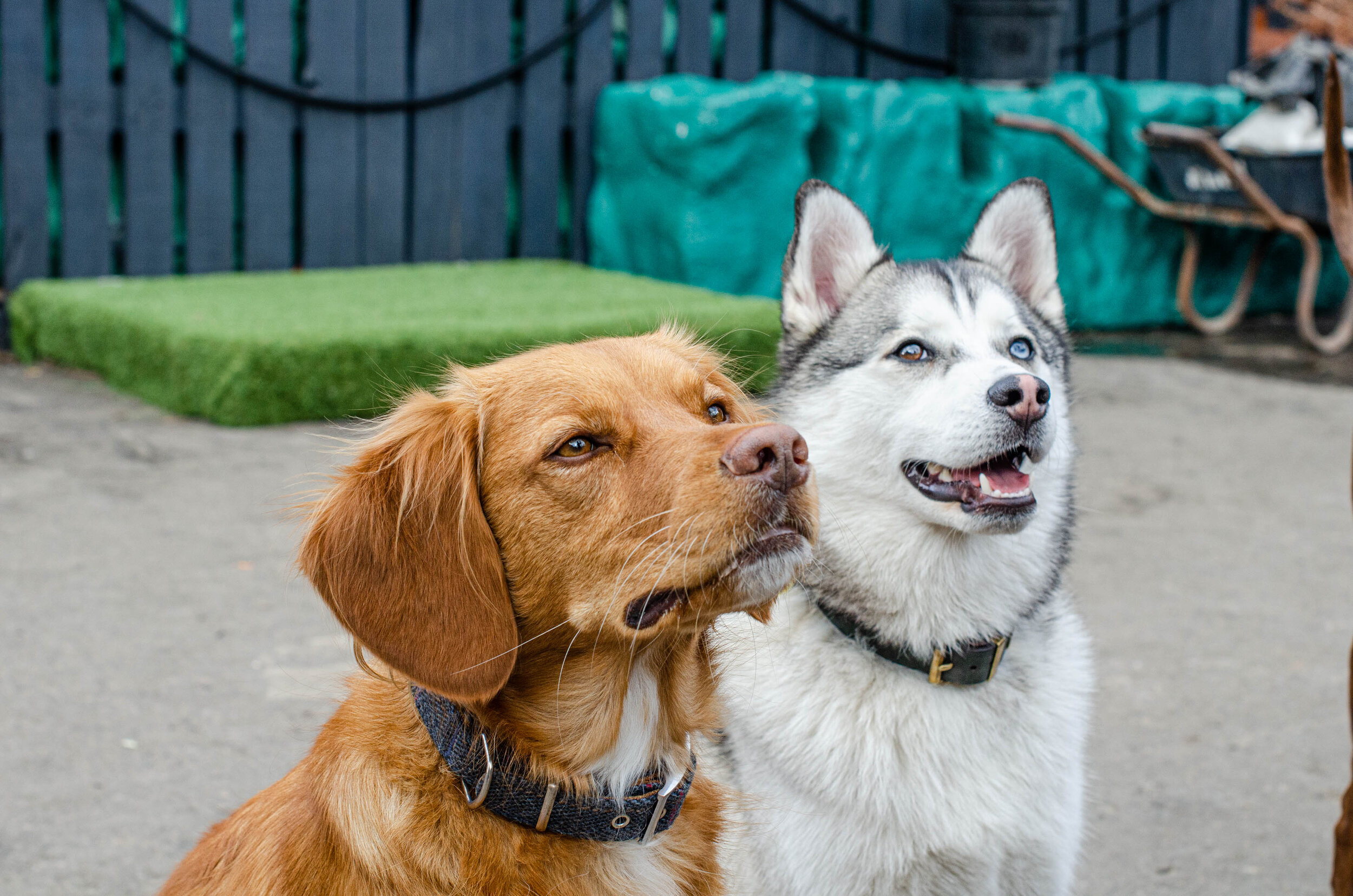 Hairy Hounds in Hackney.jpg