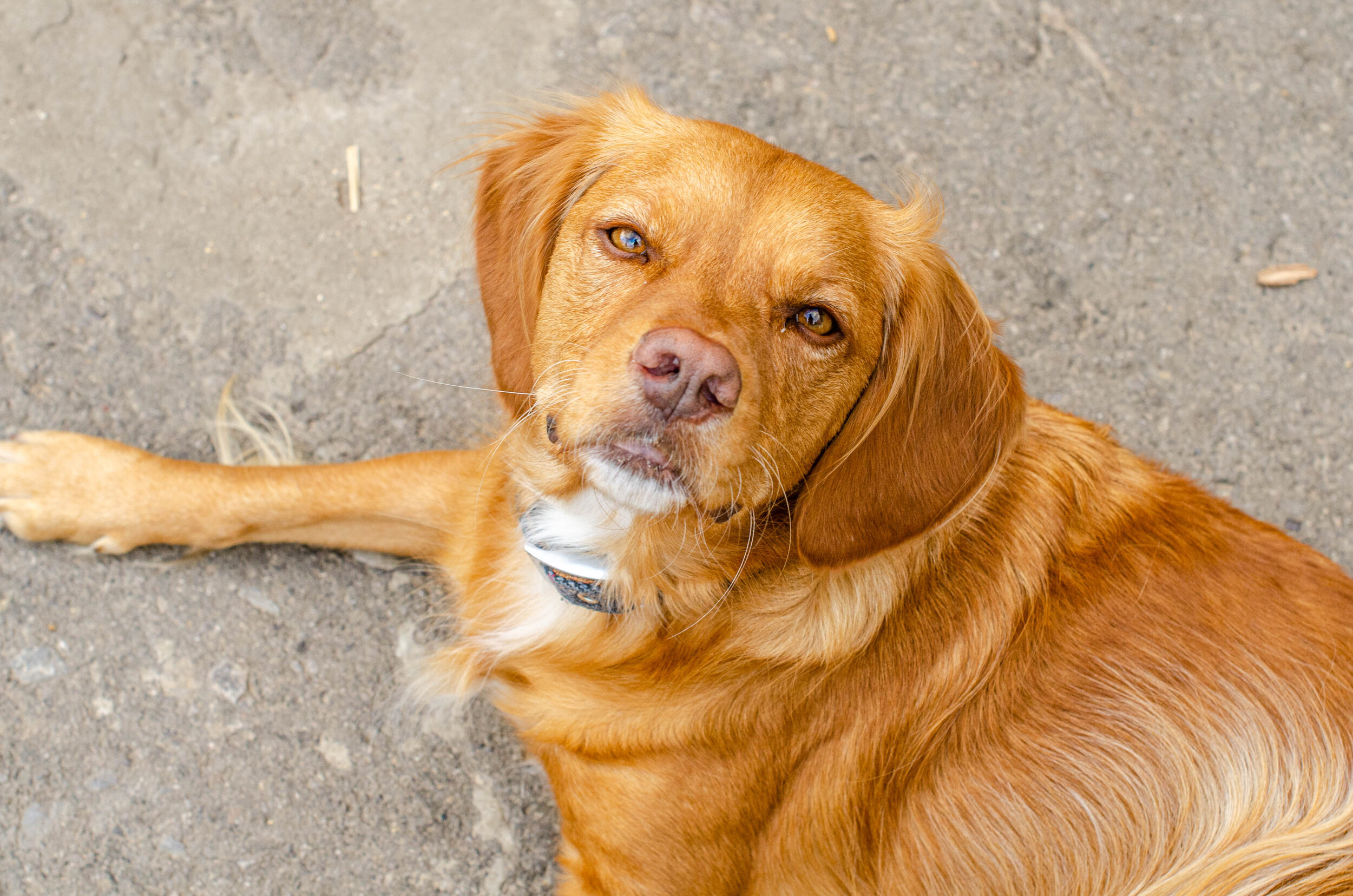 Hairy Hounds in Hackney-6.jpg