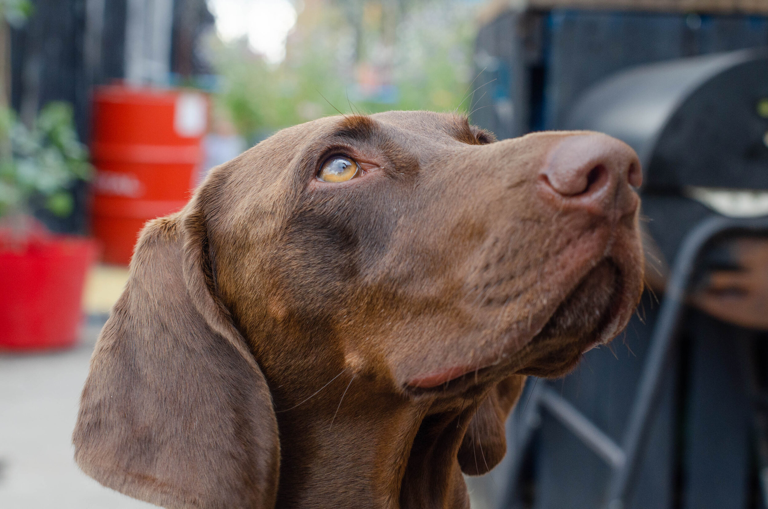 Hairy Hounds in Hackney-8.jpg