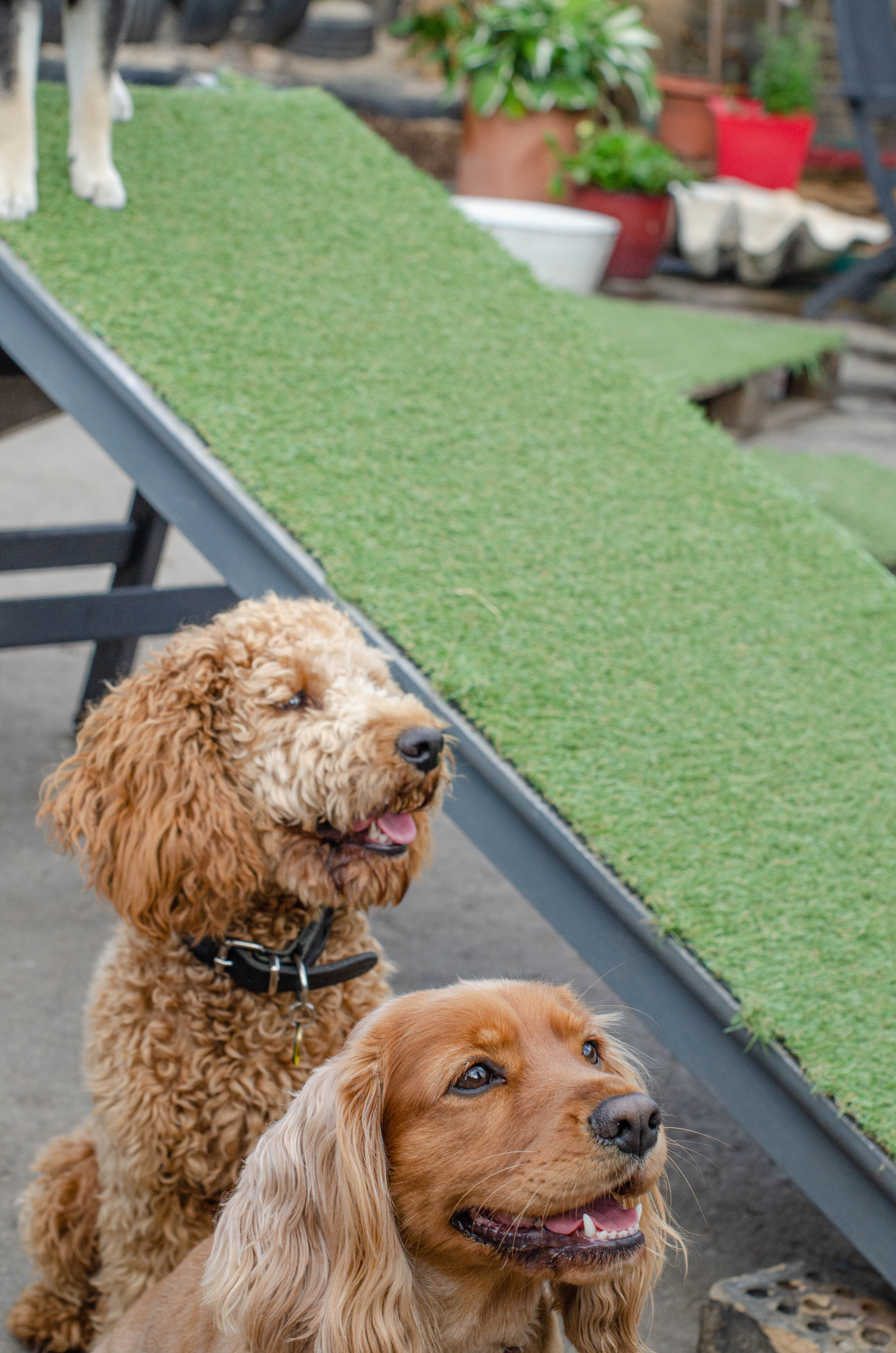 Hairy Hounds in Hackney-10.jpg