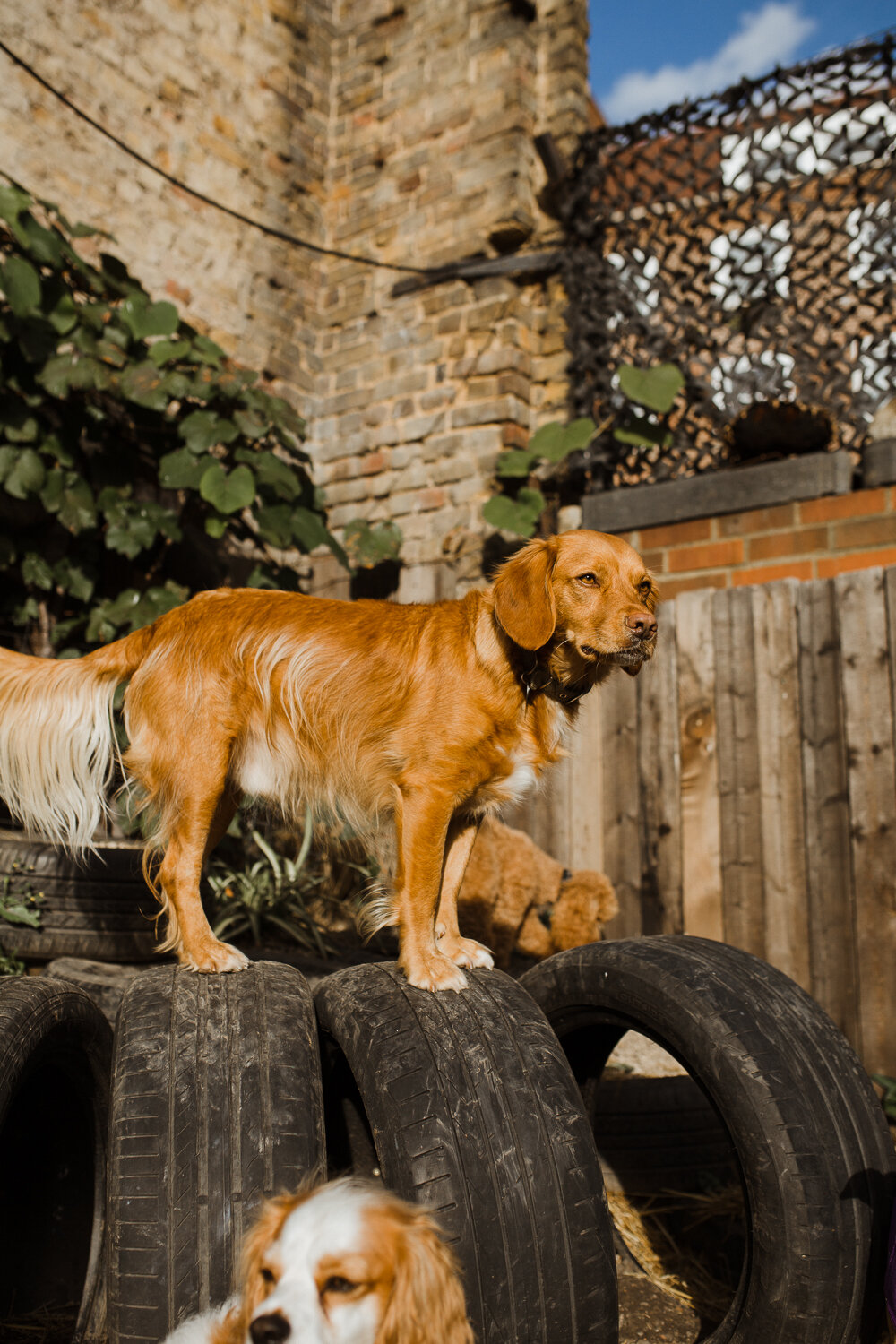 stephanie-green-london-content-creator-social-media-management-doggy-daycare-hairy-hounds-in-hackney-164.jpg