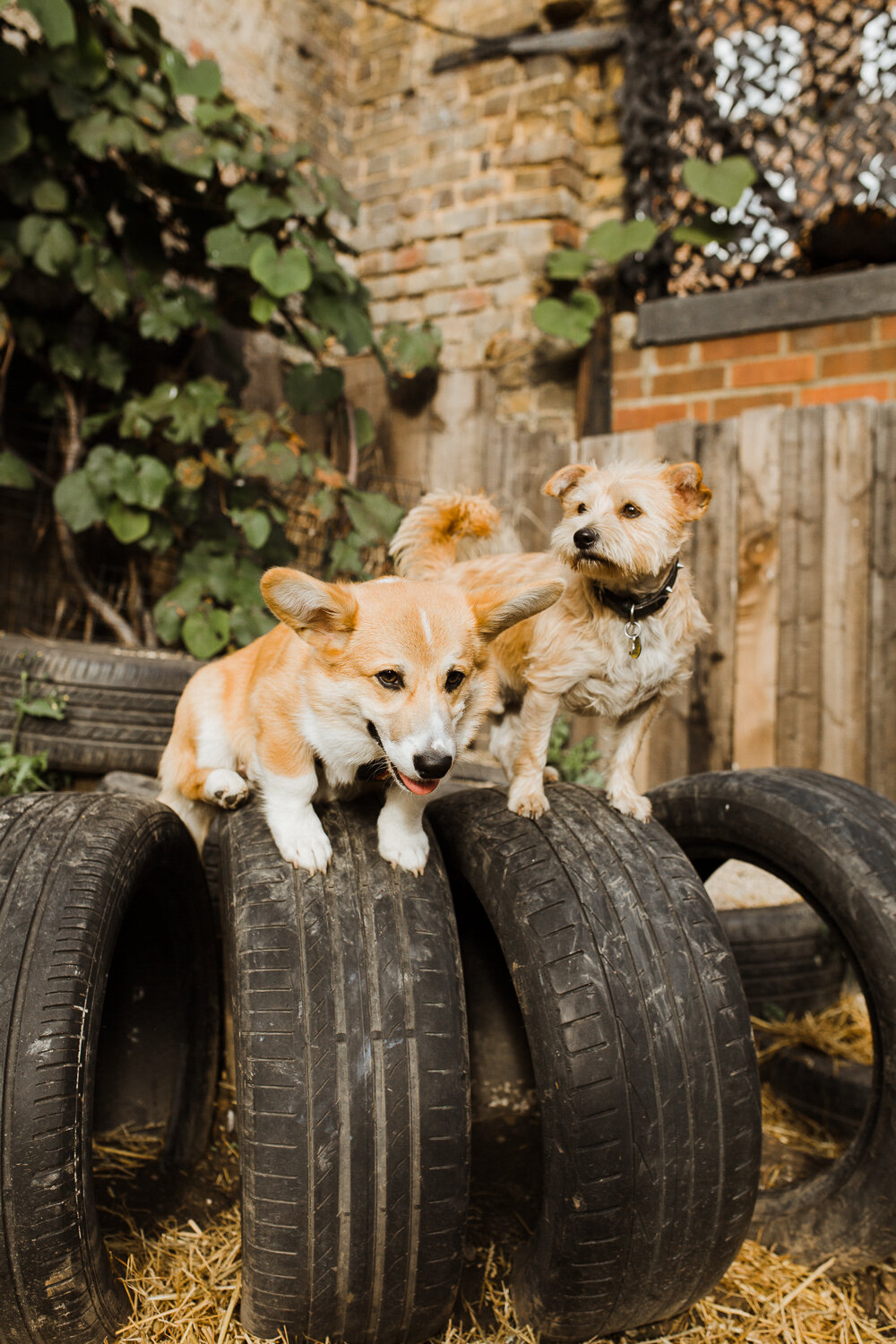 stephanie-green-london-content-creator-social-media-management-doggy-daycare-hairy-hounds-in-hackney-226.jpg