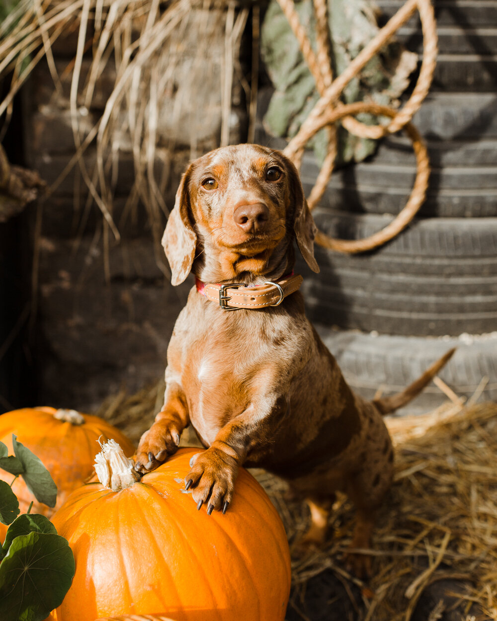 stephanie-green-london-content-creator-social-media-management-doggy-daycare-hairy-hounds-in-hackney-210.jpg