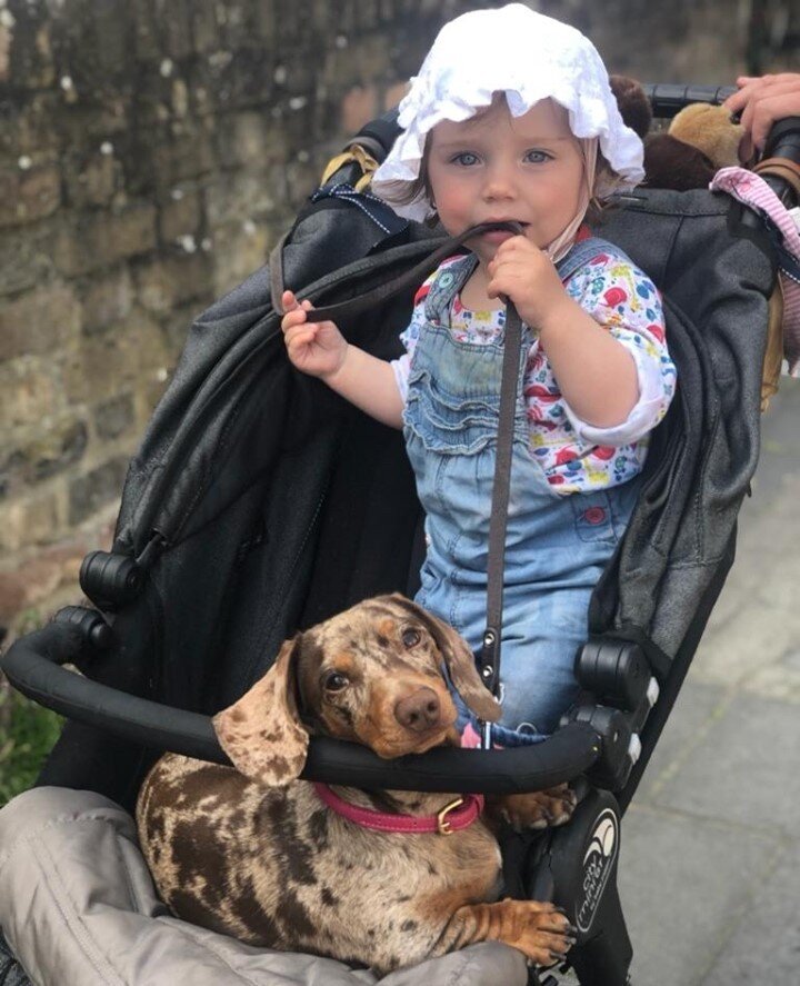 We are back again with another training tip for all the Mums &amp; Dads to be!:⁠
⁠
💡💡Tip 2💡💡⁠
⁠
Teach your pup to walk calmly next to the pram:⁠
⁠
This is best to practice *before* your baby arrives! Take the pram for a spin and reward handsomely