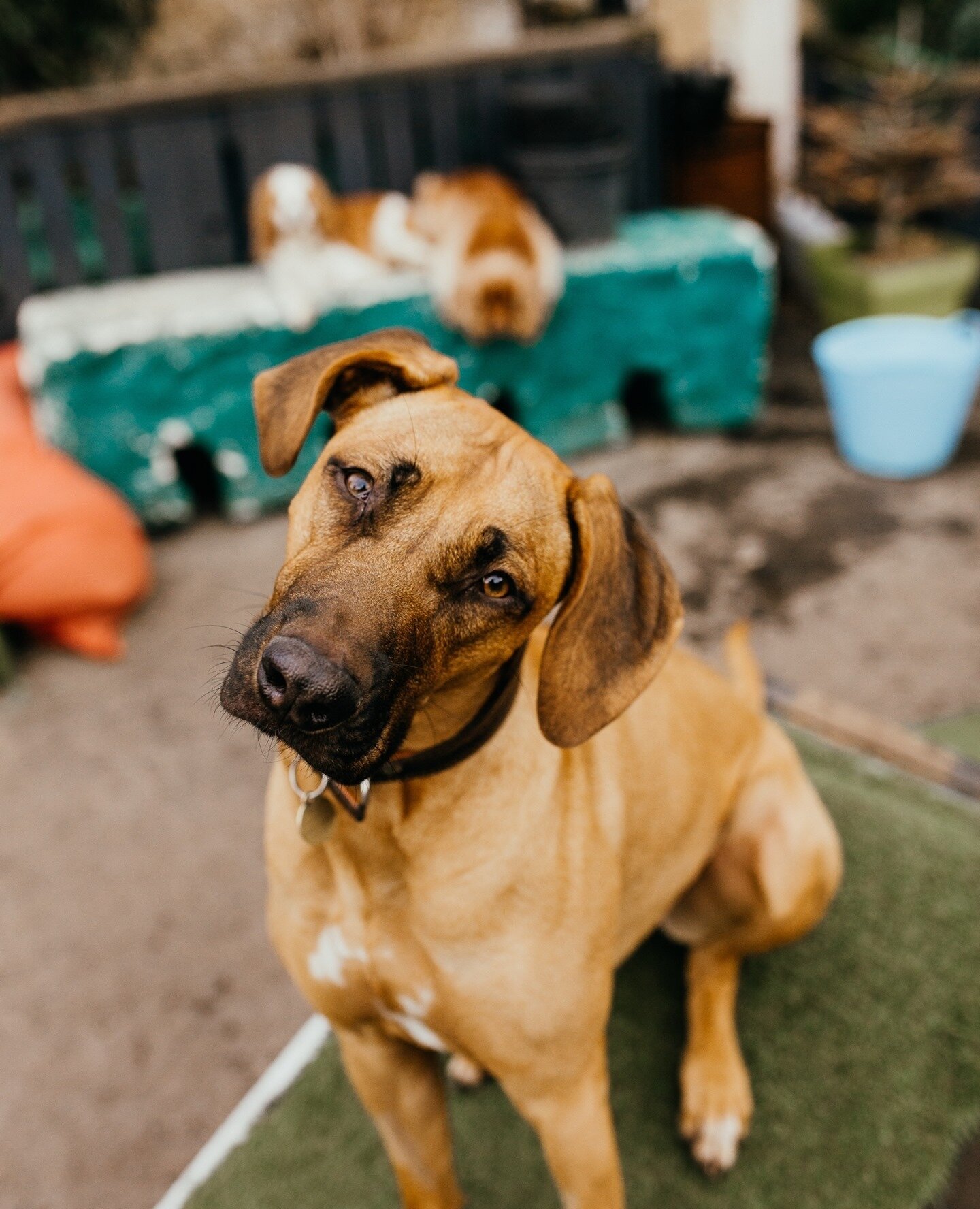 If you are struggling with your dog's behaviour lately and can't pinpoint why - it is likely you need to go back to the basics.⁠
⁠
Problems occur down the line if you don't keep up with the foundation commands like recall, walking to heel, wait.⁠
⁠
I