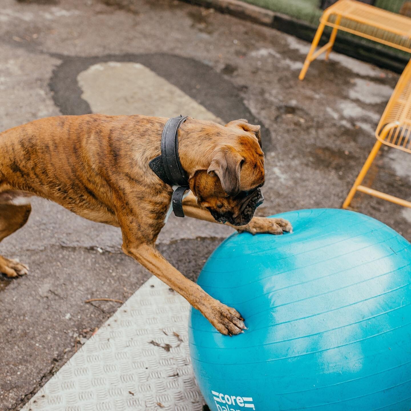 🎶 We like big balls and we can not lie - You other brothers can't deny 🥎 🏀 ⚾⁠⠀
⁠⠀
Have a wonderful and fun weekend from us at Hairy Hounds in Hackney⁠⠀
⁠⠀
We've got that Friyay feeling!⁠⠀
⁠⠀
.⁠⠀
⁠⠀
If you would like to enquire about our training d