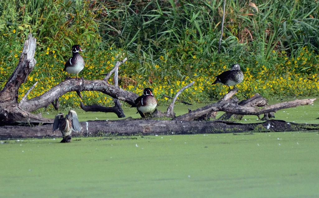 Photo By Carole Bailey