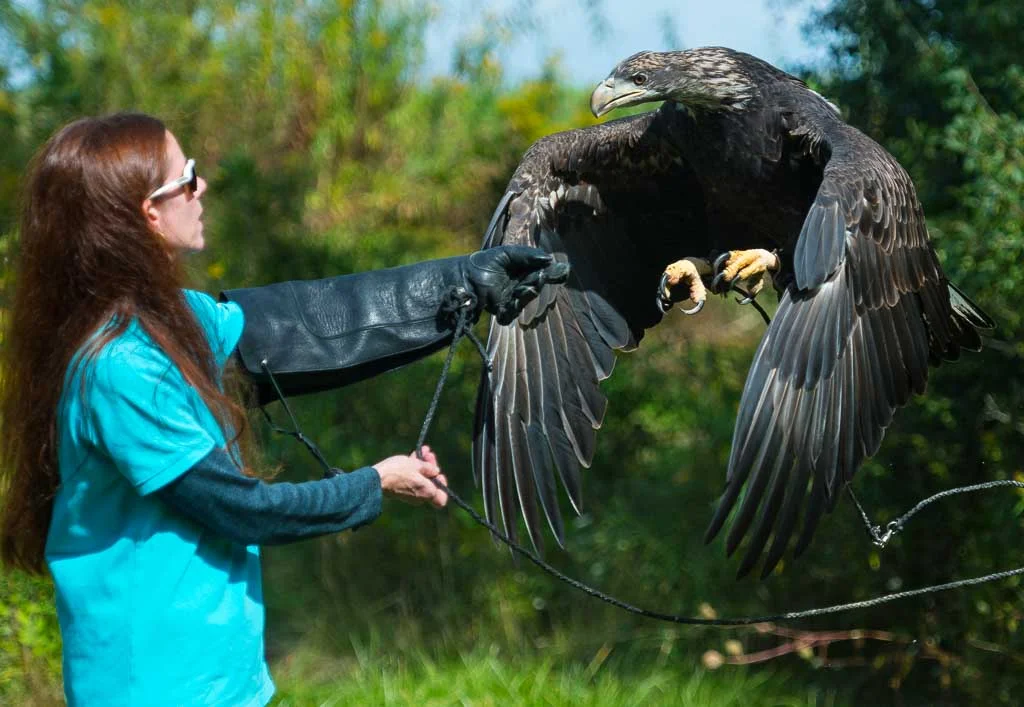 Eagle Training.jpg