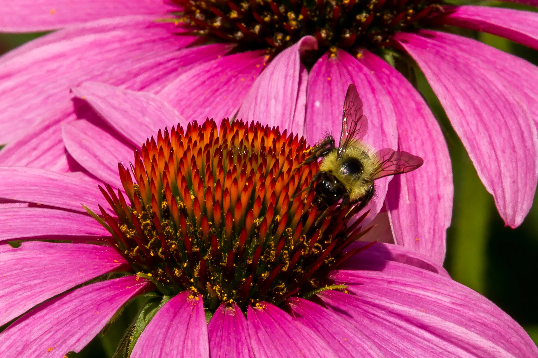 Bee On Cone Flower