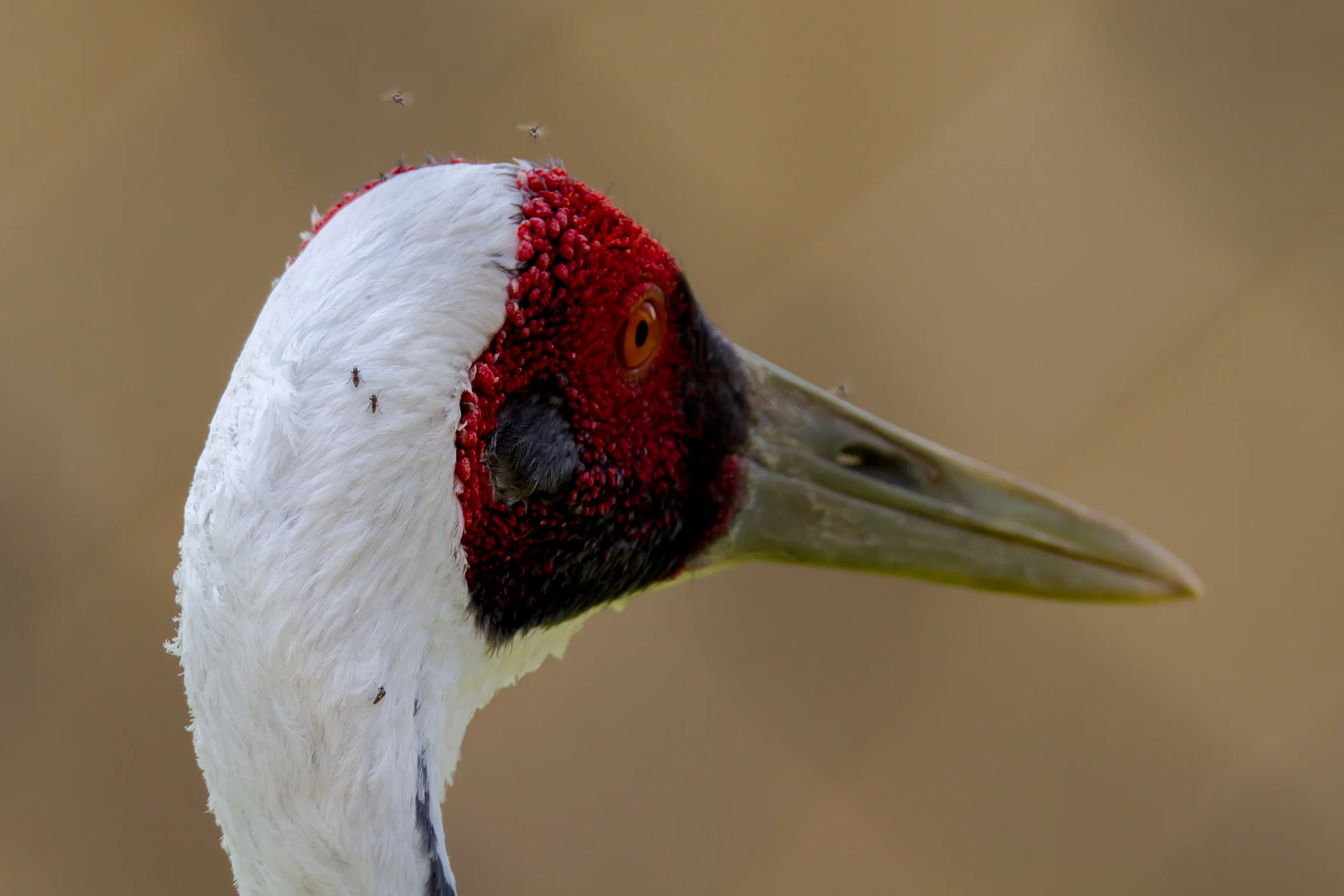 Crane Foundation