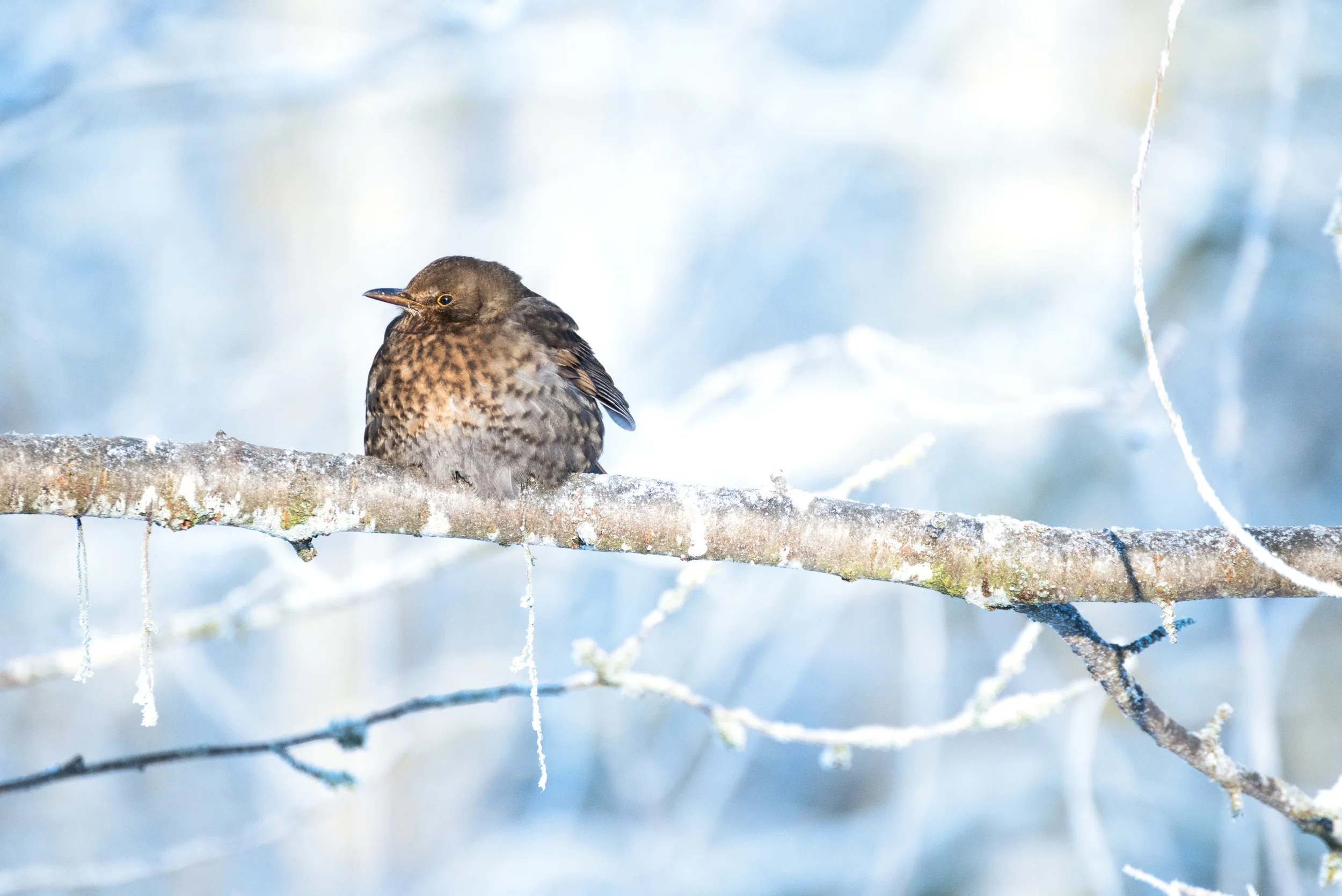 winter-1-2.jpg