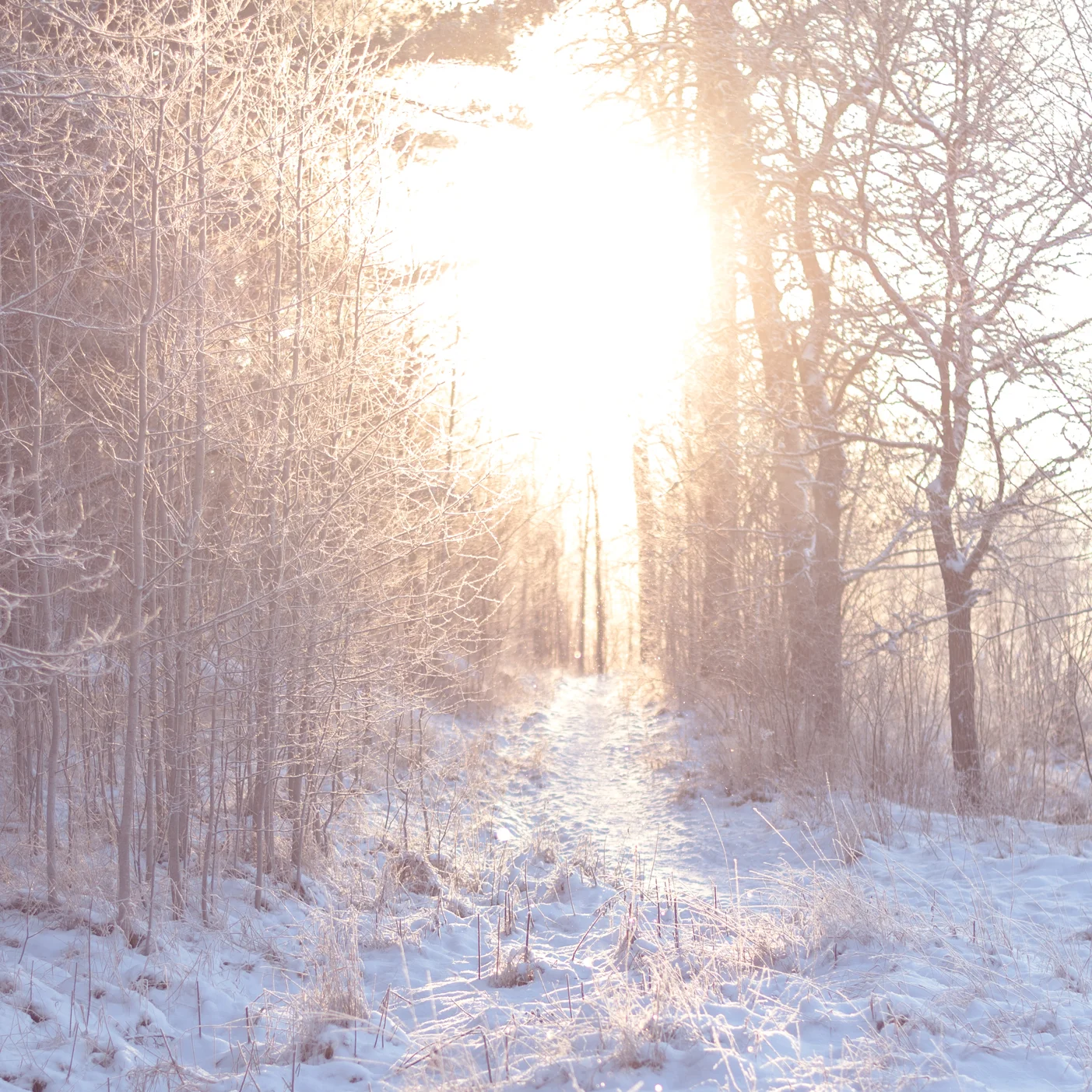 winter-1.jpg