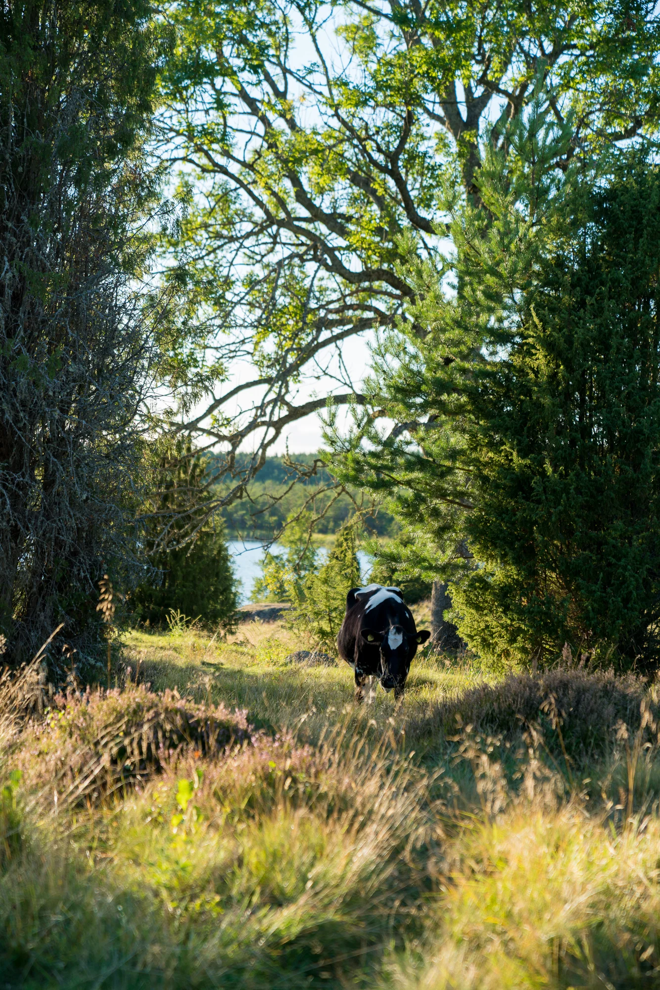 Kor betar runt gården.