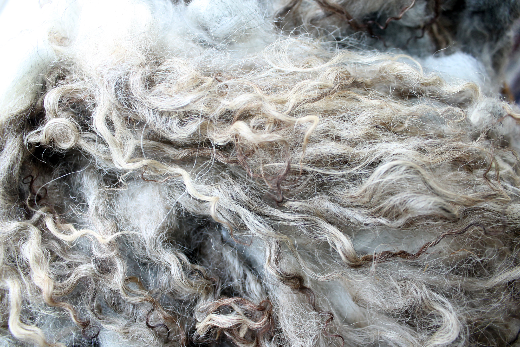 Icelandic Lamb Fleece (raw)
