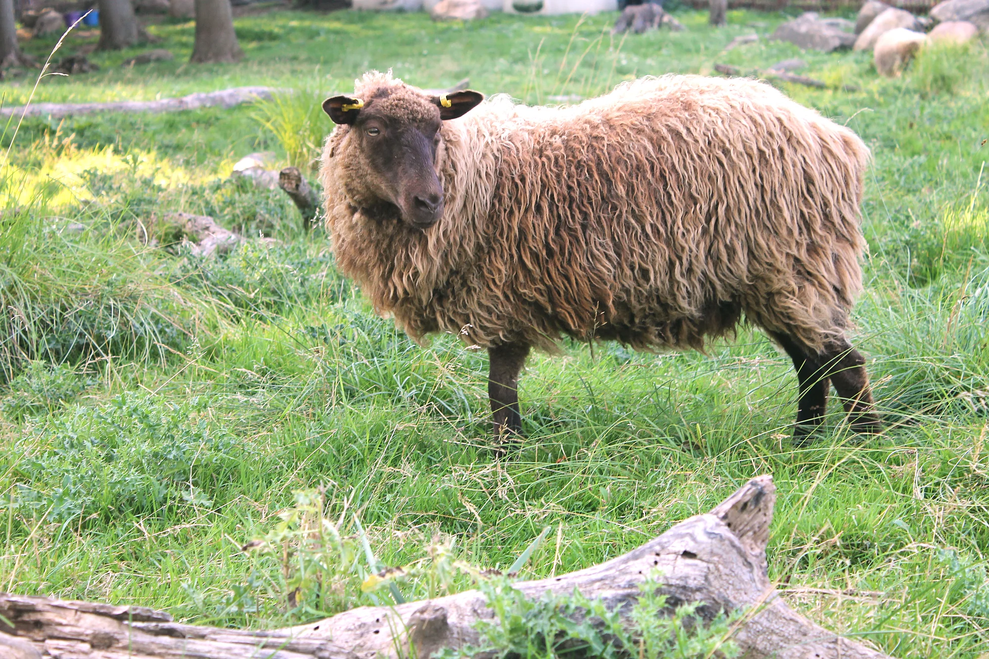 Shetland Ewe – Primitive British breed, Recovering.  