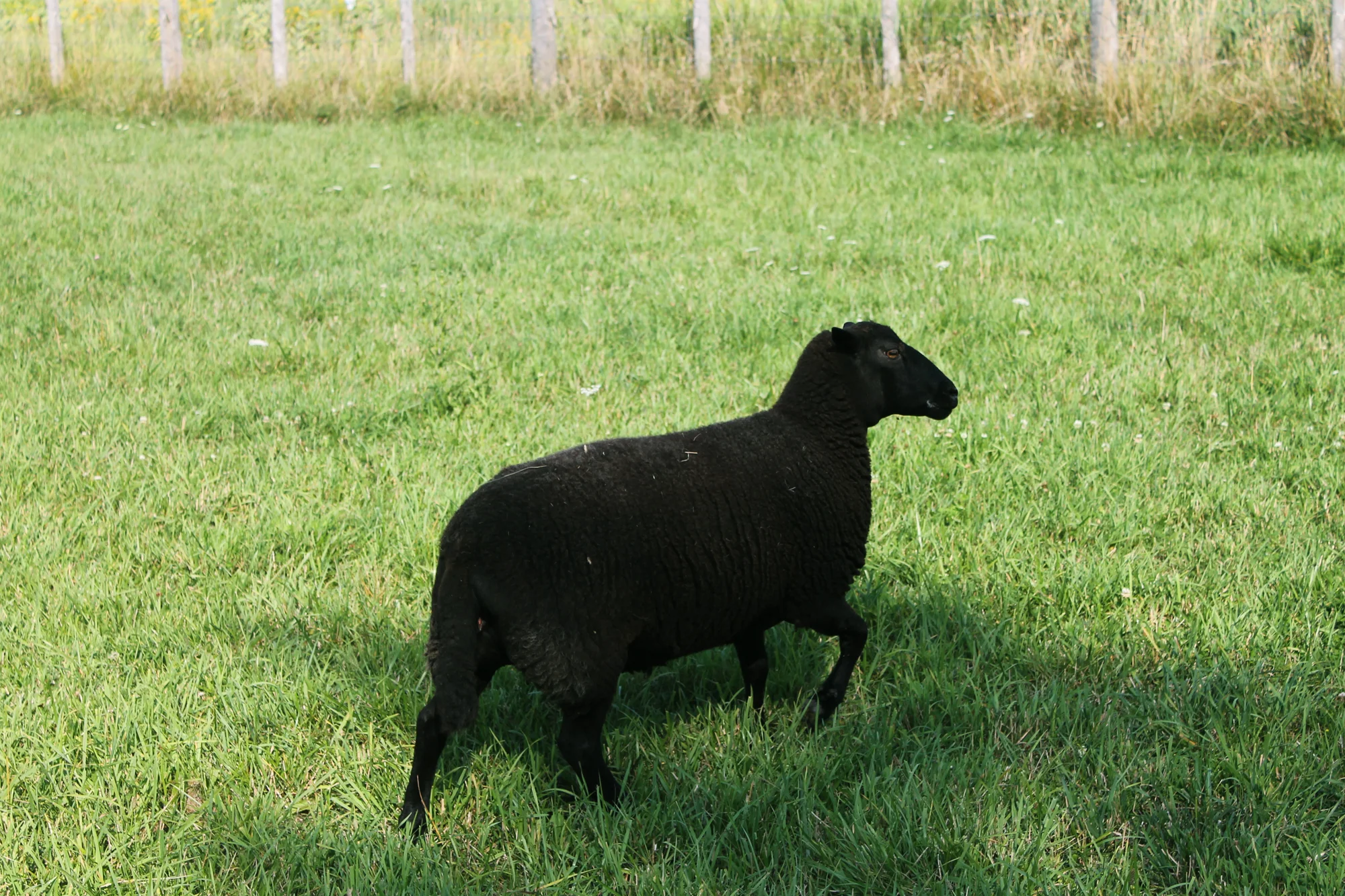 Black Welsh Mountain Ewe - British Breed, Threatened