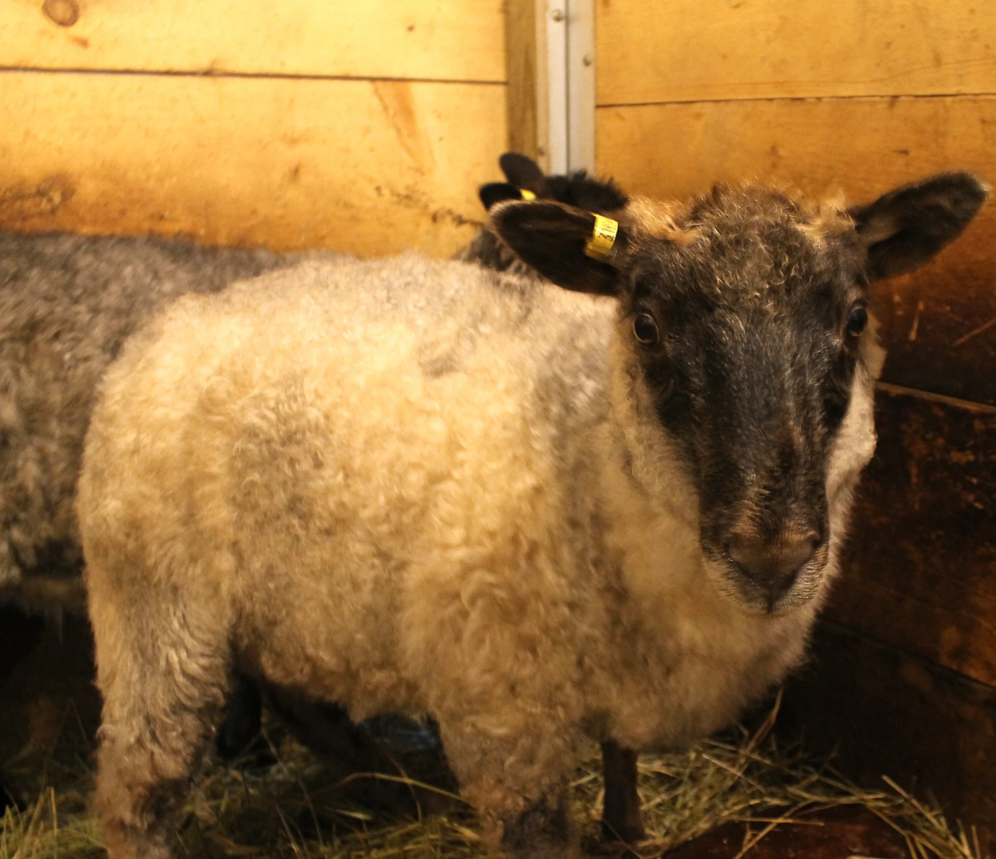 Icelandic Ewe Lamb