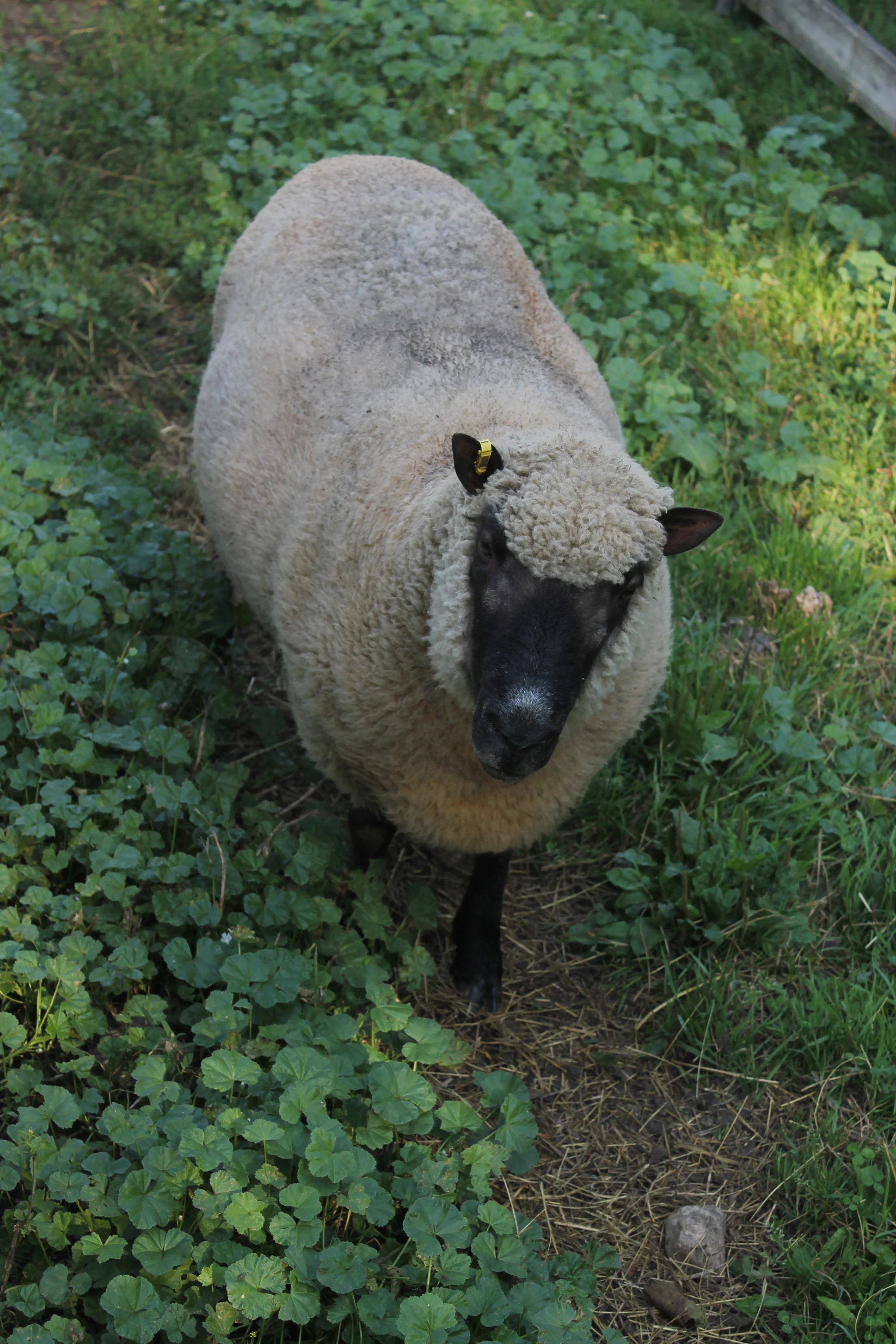 Clun Forest Ram - British Breed, Threatened