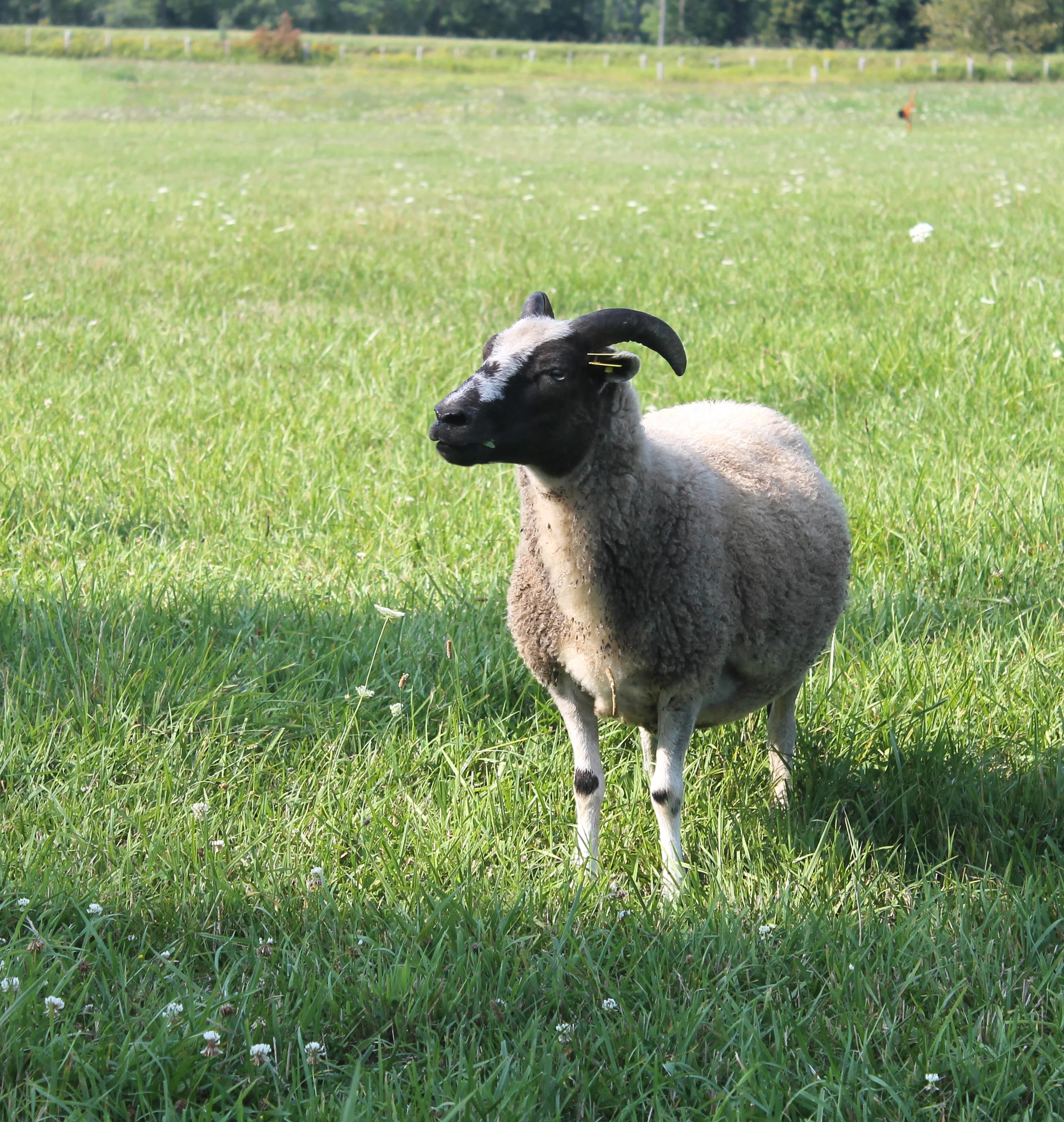 Jacob Ewe –British Breed, Threatened