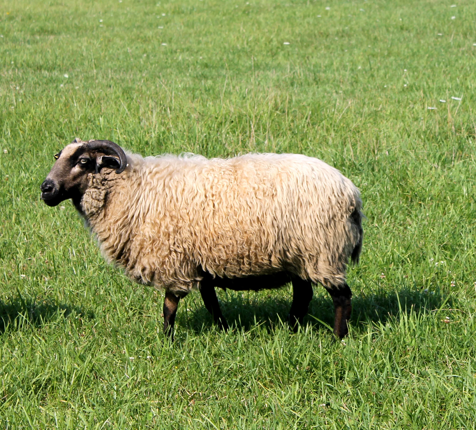 Navajo- Churro Ewe - United States Land Race, Threatened