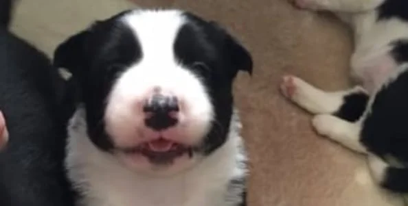 Ceit's Puppies were born December 18th