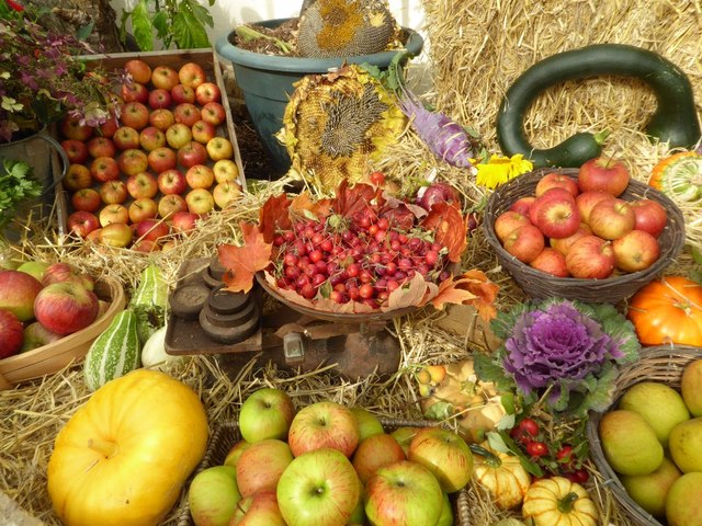 This harvest could be yours! Not really, but it illustrates the analogy about a bountiful harvest..and it’s really pretty!