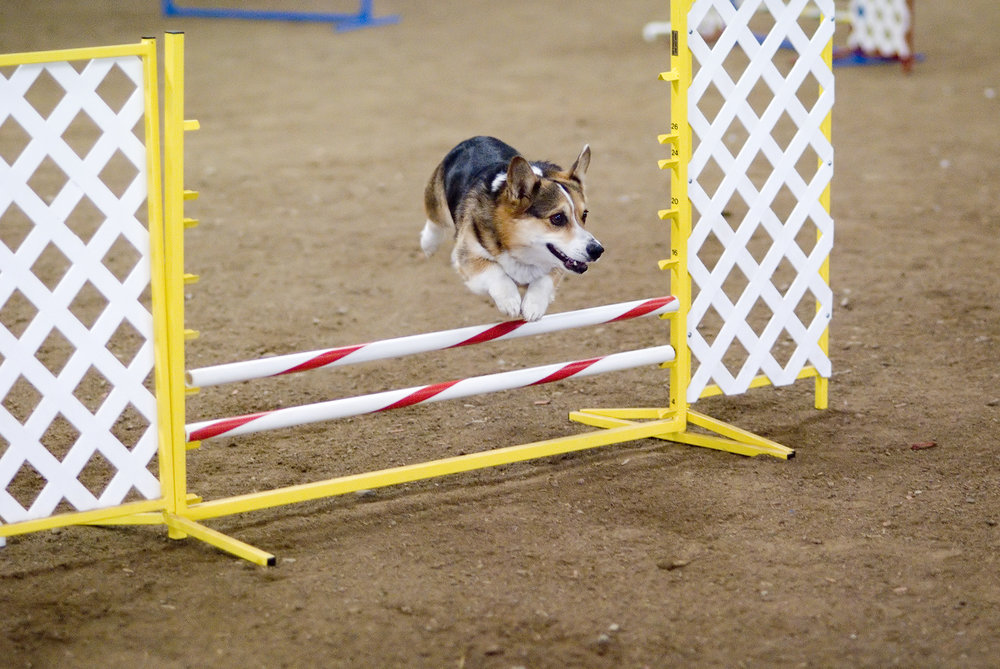 I added this because it’s a Corgie jumping his hurdle. And, if he can do it, you can to!