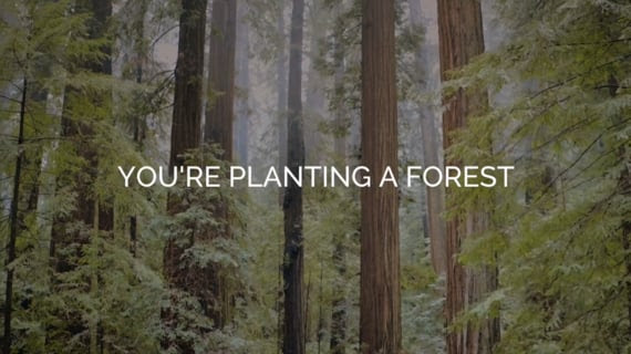 planting a forest.png