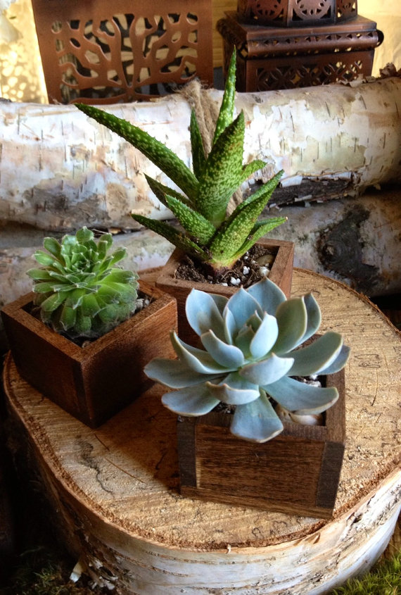 Succulent and Planter  - Etsy TheRedLilyShop.jpg