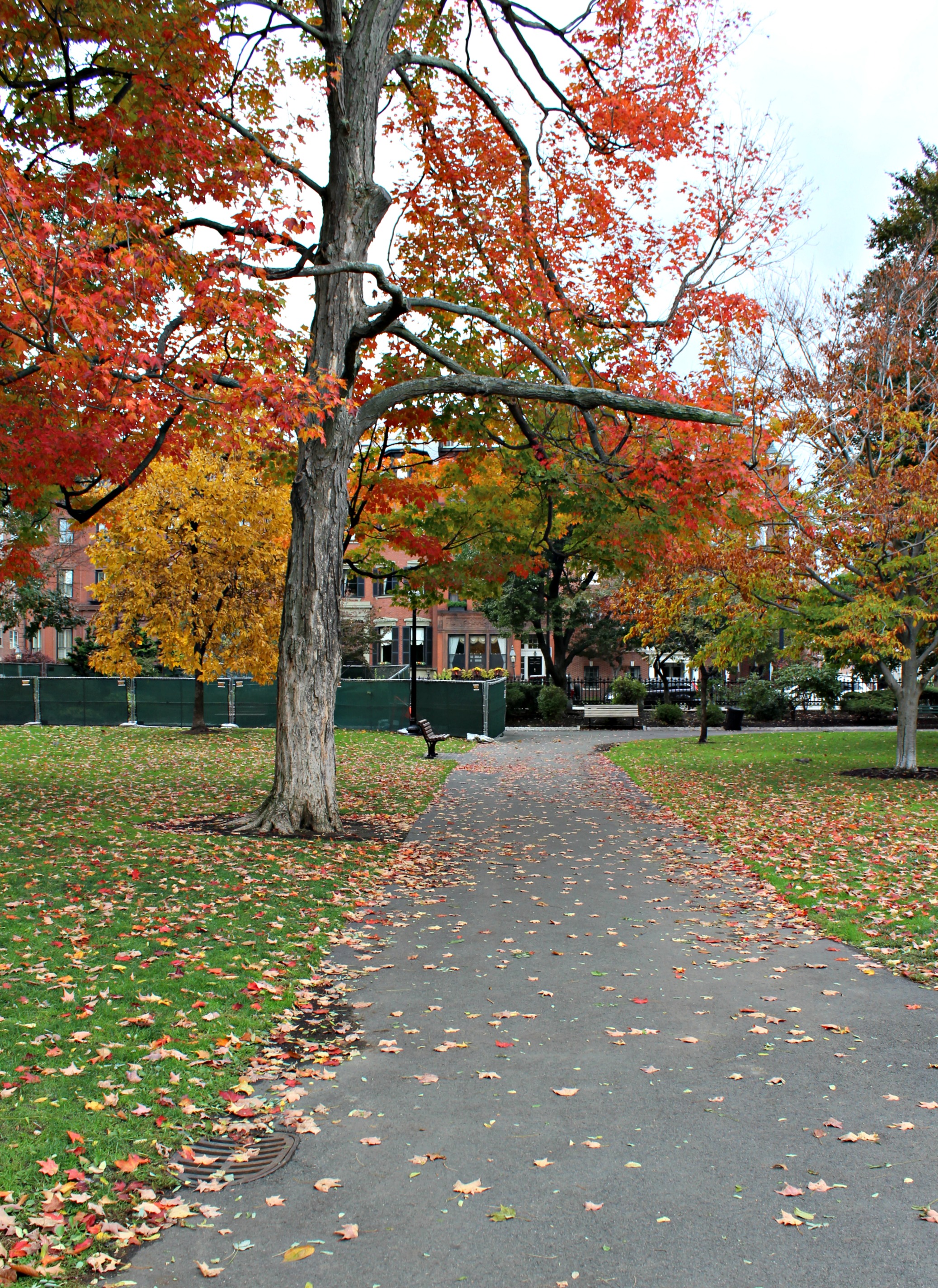 Boston Common 6.0.jpg