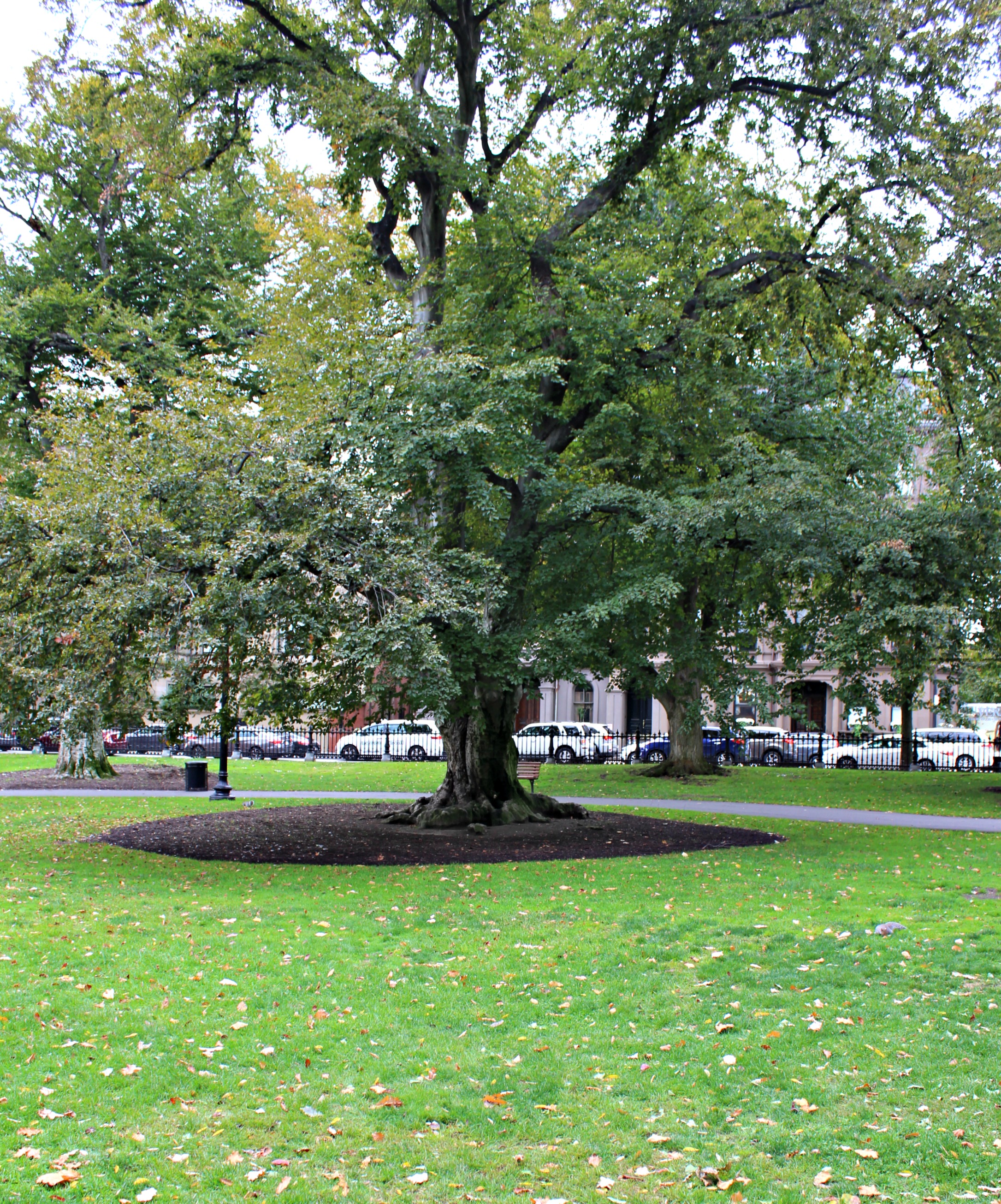 Boston Common 9.0.jpg