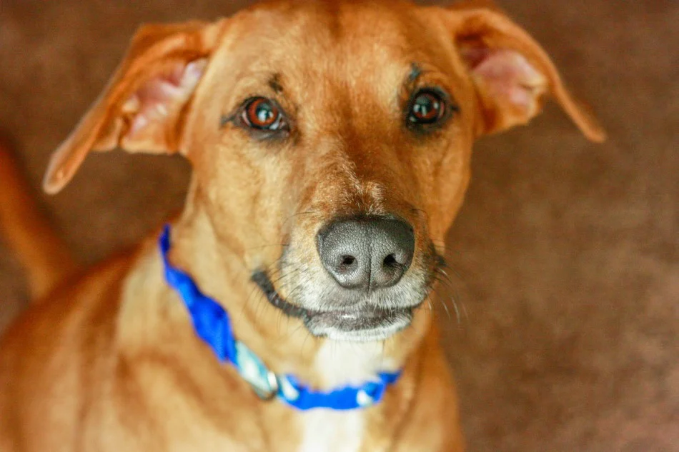 Photos from Levine-Moore Photography are also good for the furbabies!
