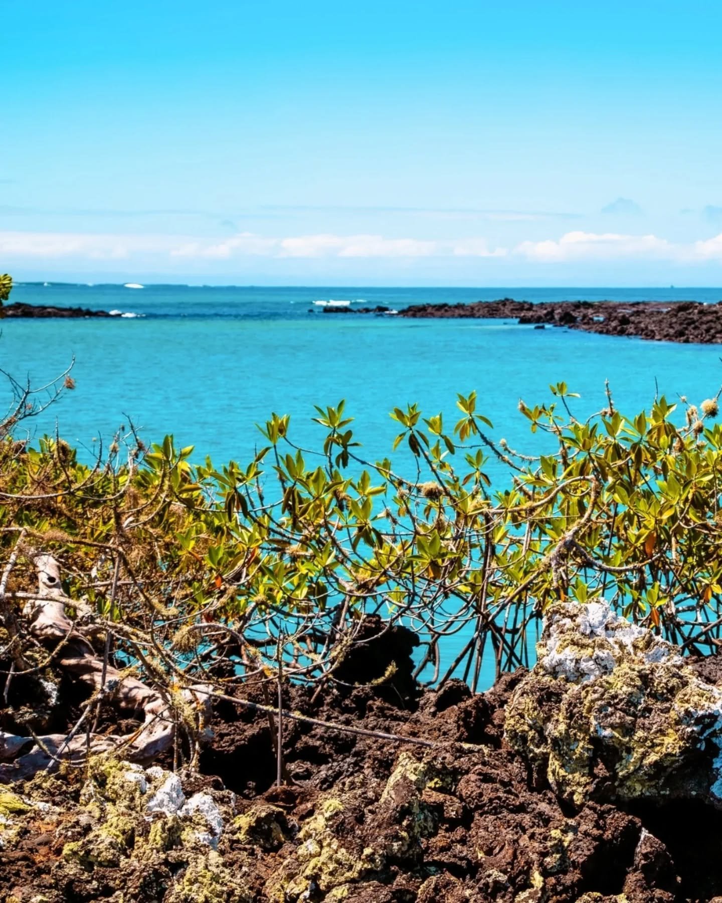 Looking for the ultimate summer adventure? What do you think about visiting the place that inspired Darwin's Theory of Evolution?

Head to the Galapagos Islands to witness diverse wildlife like the famous blue-footed boobies and Galapagos tortoises. 
