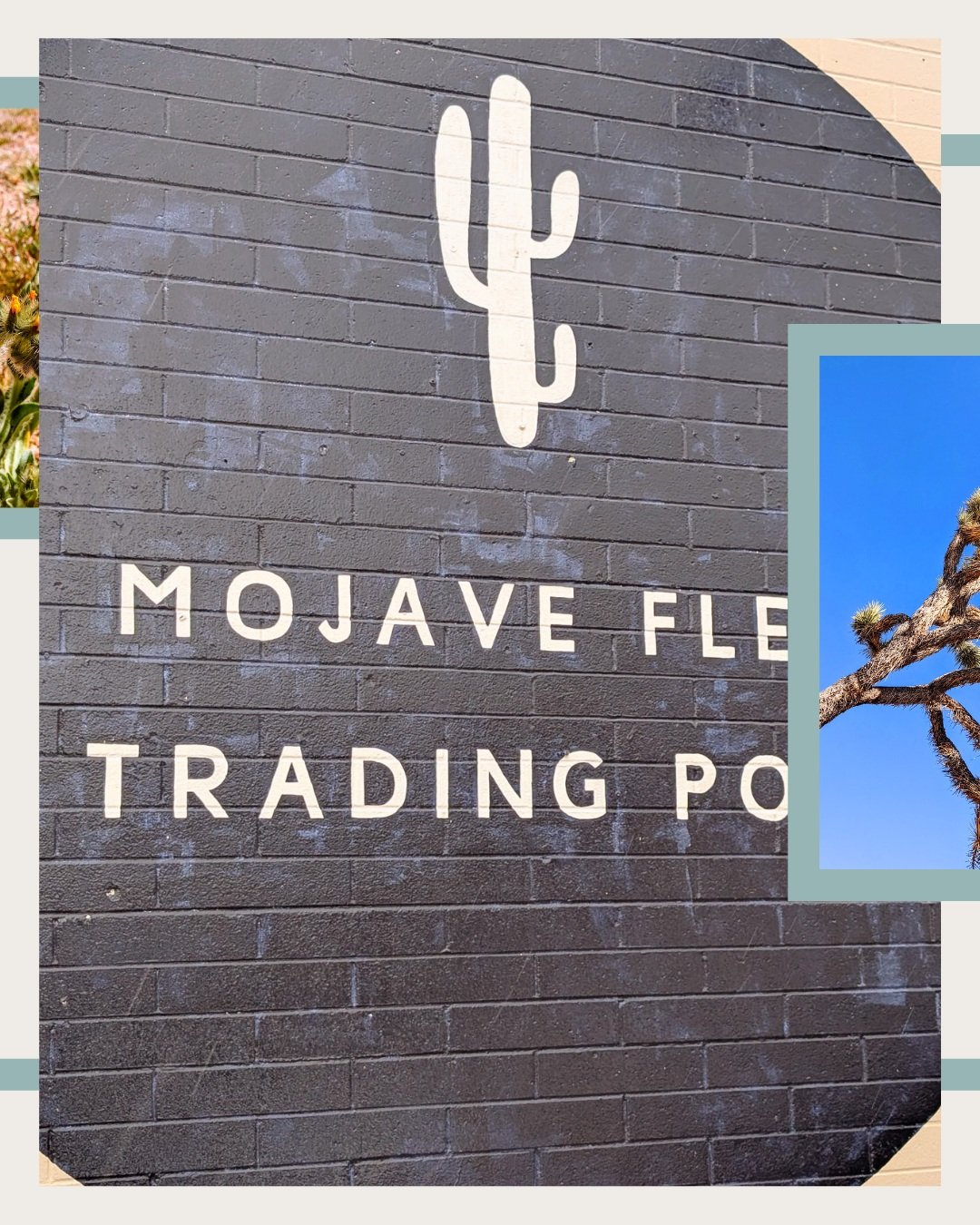 Guide to Joshua Tree (Part 2): Shops

Add these recommendations from Lattes contributor @itskelliwithani to your next visit to Joshua Tree, California! 

- Cactus Mart: exactly what it sounds like! A cactus store where you can dig your own little cac