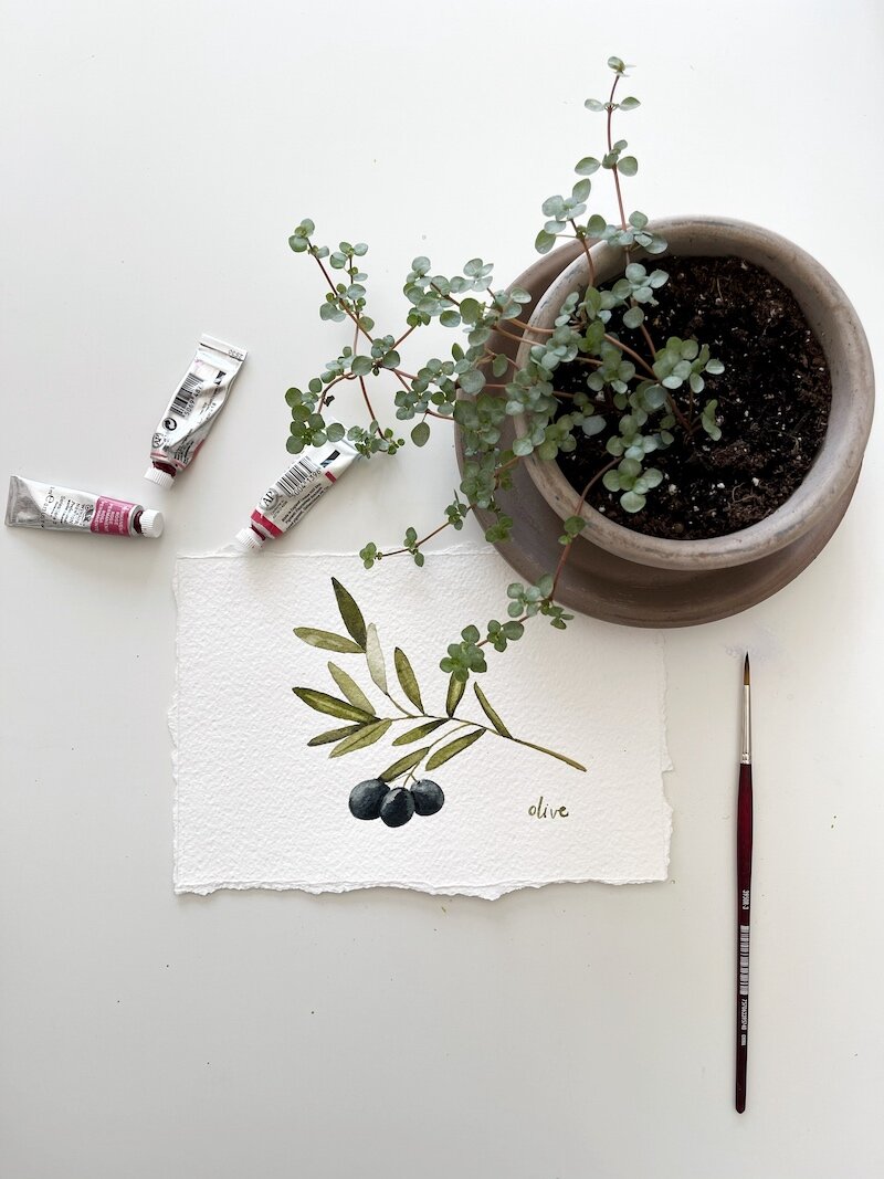 olive branch watercolor nicki traikos.jpg