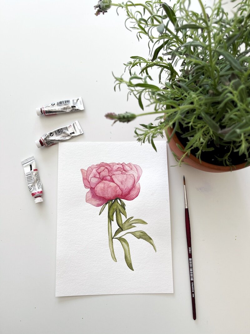 peony watercolor nicki traikos.jpg