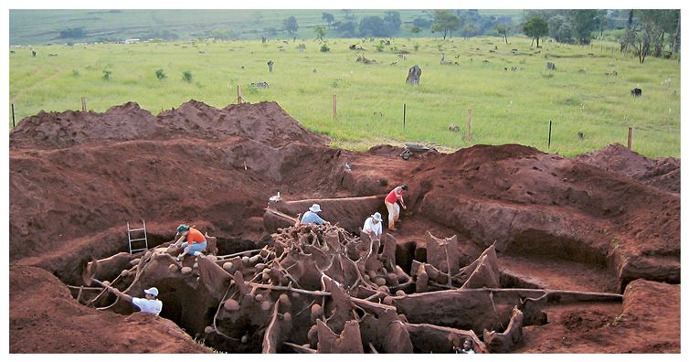  An abandoned leaf-cutter ant colony discovered in Brazil. 