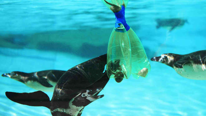 Zoo keepers at ZSL put their final plastic bottles to good use: instead of the bin, they get recycled as a floating feeding puzzle.