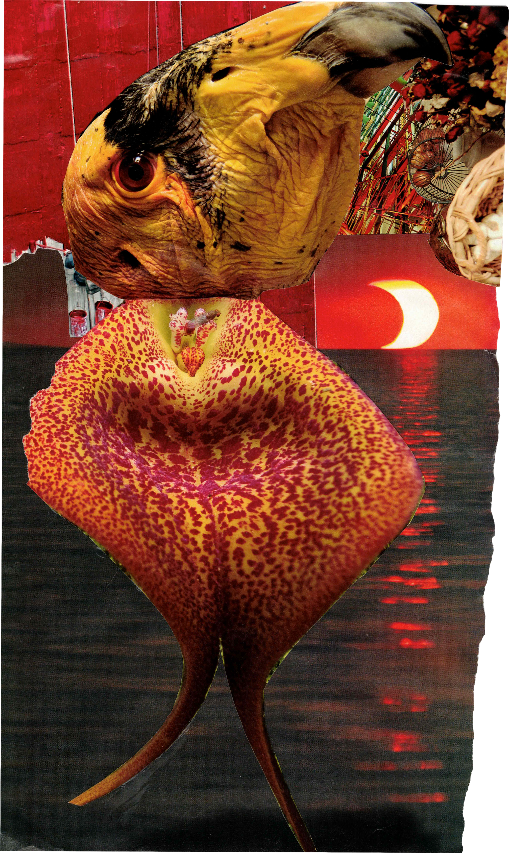 Medullah.png