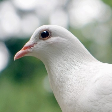 dove-1522656_1280.jpg