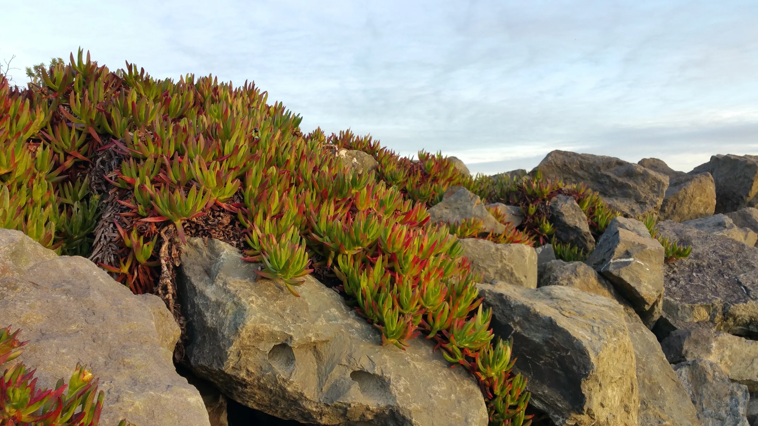 The final location where @josiah707 found the dabber. It is just above the rock with two holes, planted in the iceplant.