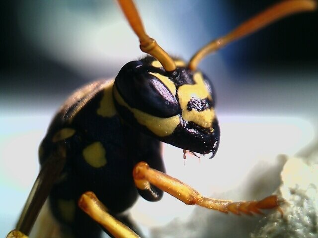 usb micro camera wasp close.jpg