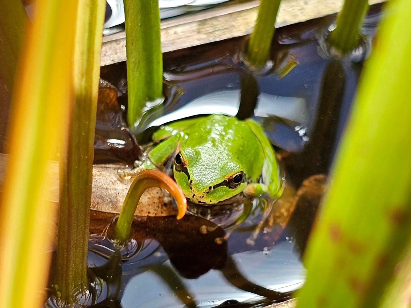 I have so much stuff that I like going on that the to-do list only gets bigger, not smaller.&nbsp; One of my tasks was to check the carnivorous plant bog gardens at the shop for mosquitoes.&nbsp; In an old aquarium garden I was delighted to find this