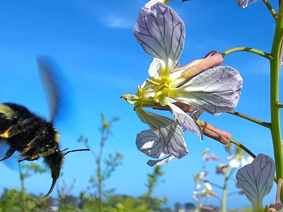 Look at that big ol' bumble bee tongue.
