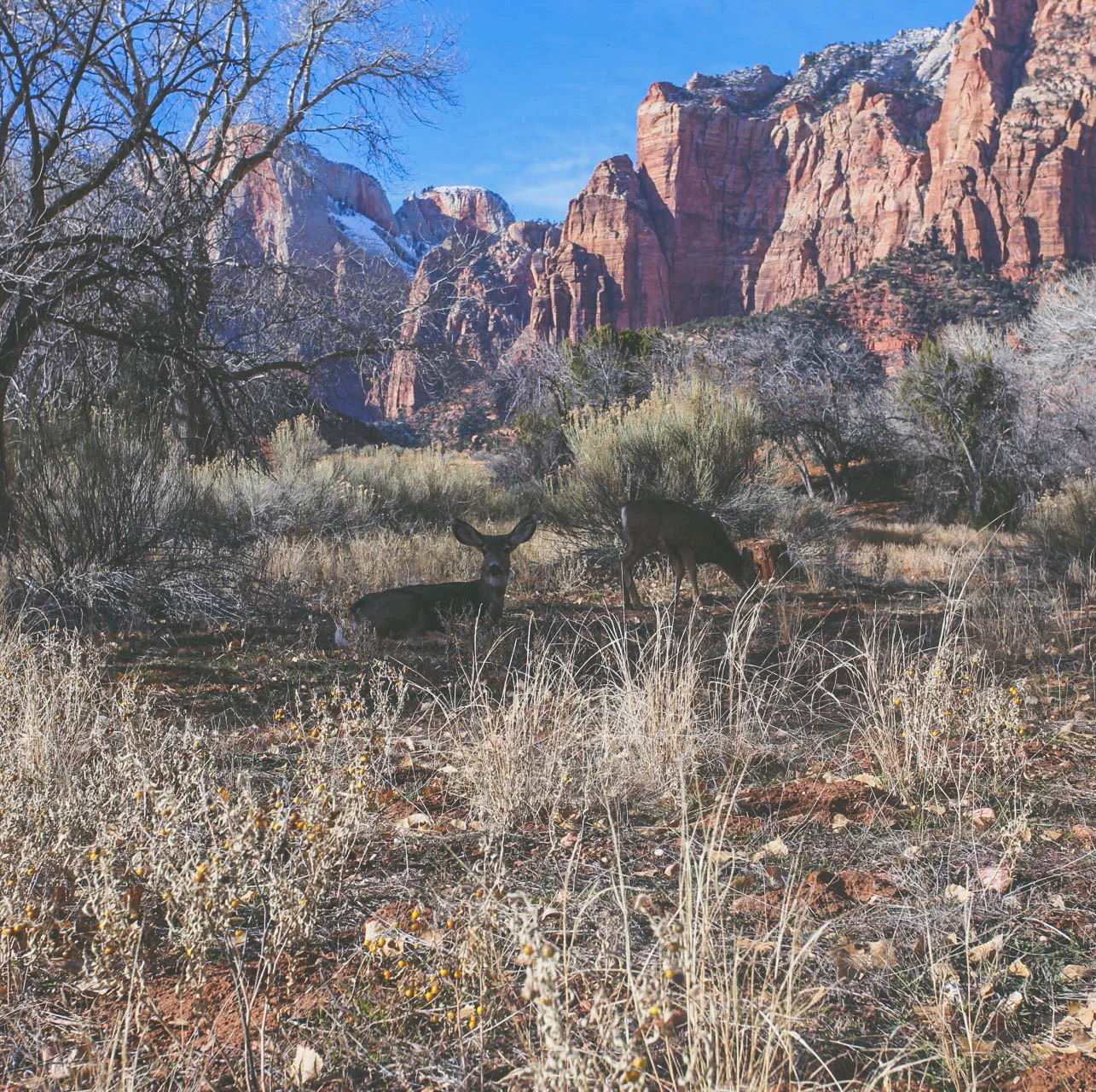 mule deer